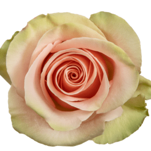 ABSOLUT IN PINK 60 SARA GARDEN