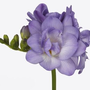 Фрезия Du Blue Sensation