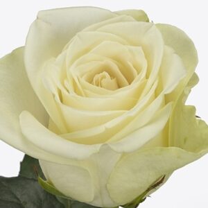 Роза Gr Snowstorm 60