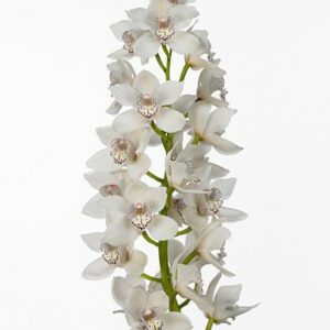 Цимбидиум White royal promise maxime 80