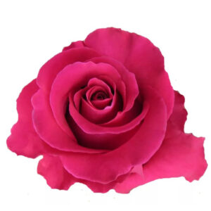 GOTCHA 60 ECO ROSES