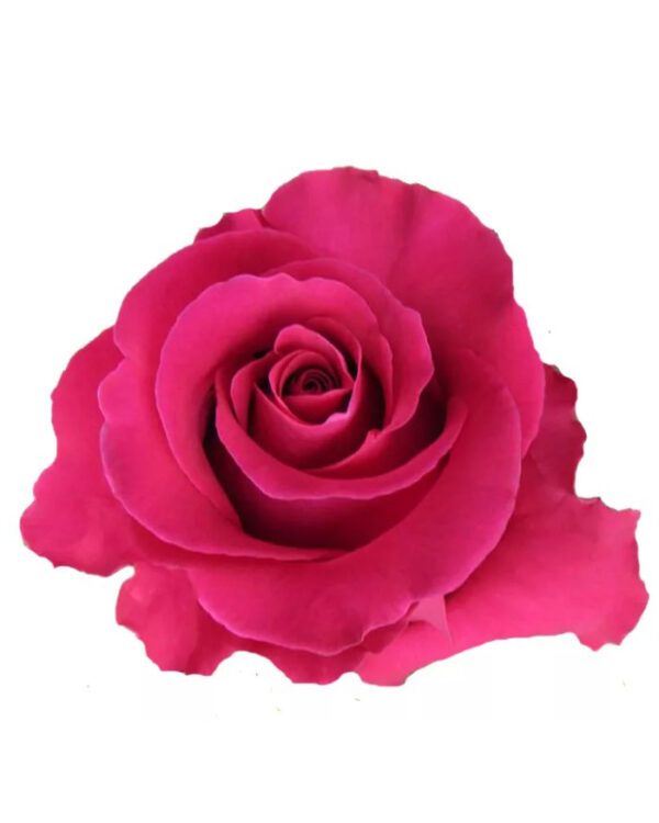 GOTCHA 60 ECO ROSES
