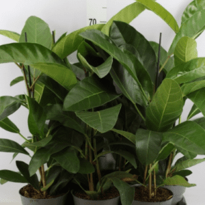 Фикус Benghalensis 'roy' 17/65