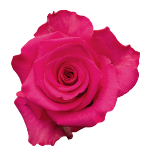 VI PINK 60 ROSAS DEL CORAZON