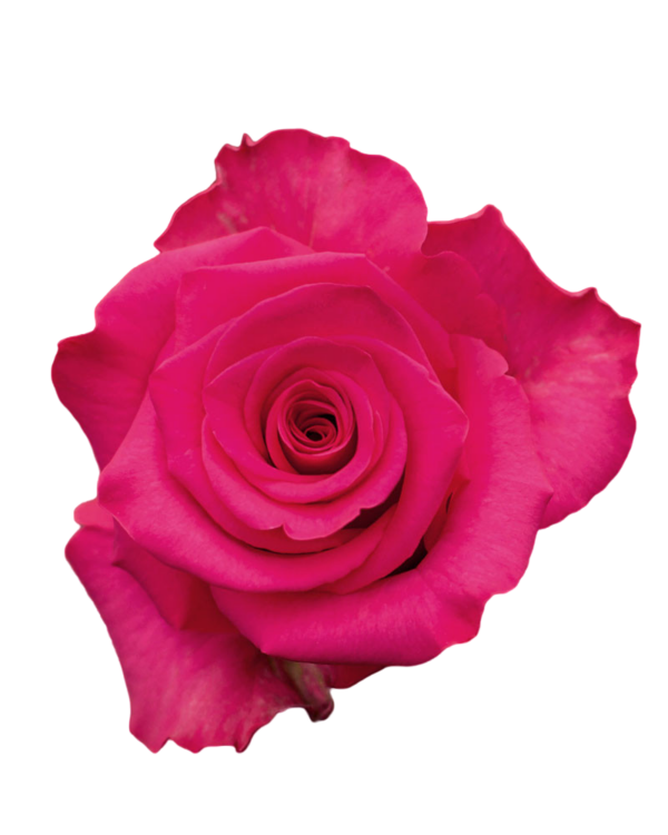 VI PINK 60 ROSAS DEL CORAZON
