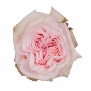 PINK OHARA 60 CORAZON