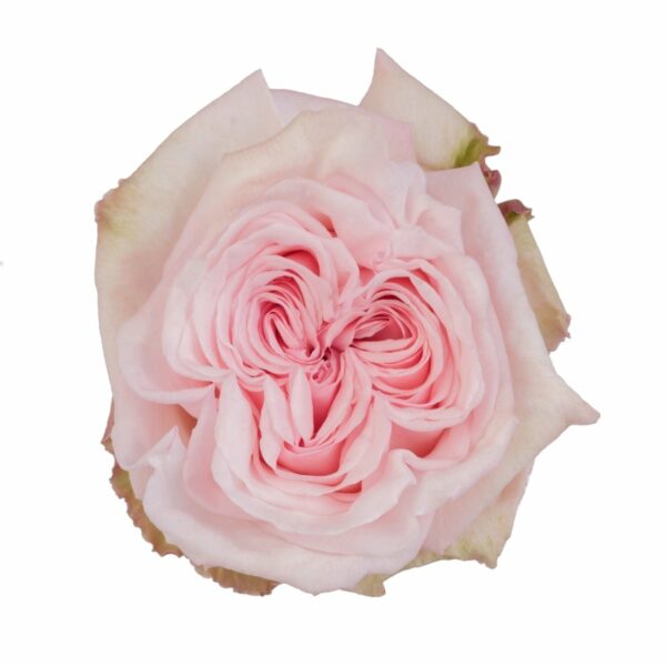 PINK OHARA 60 CORAZON