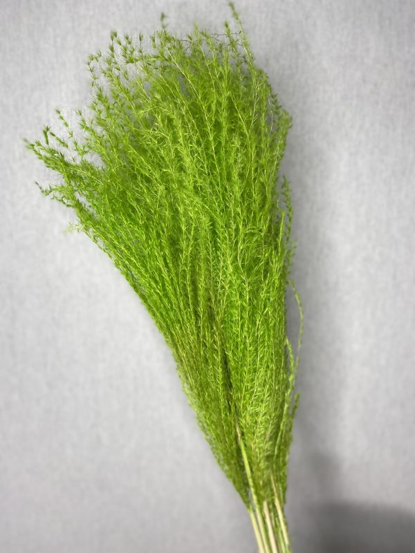 product image b4f053e7cfa64cd56cba1fa12742262e scaled