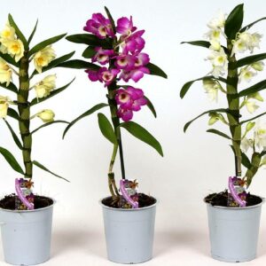 Дендробиум NOBILIS 1stem MIX 12/50