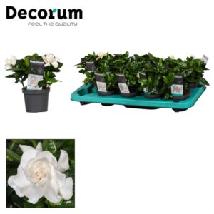 Гардения JASMINOIDES 9/25