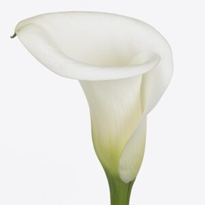 Калла Ae Innocence