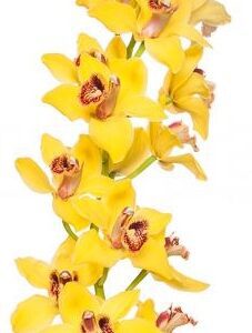 Цимбидиум yellow nevada 80