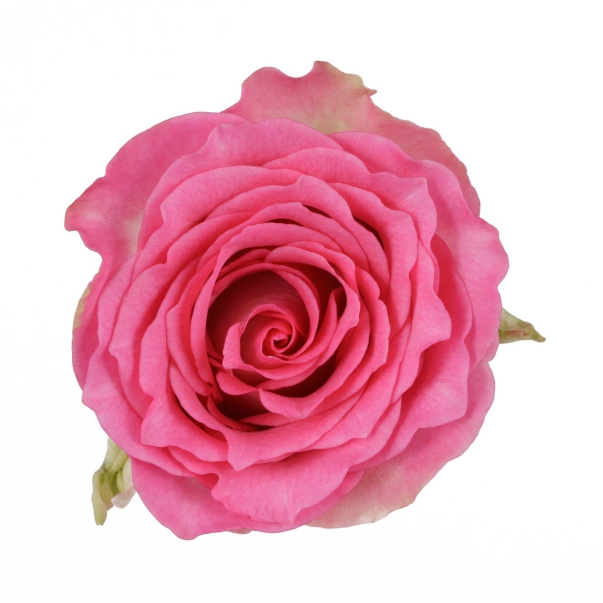 роза эквадор сеньорита