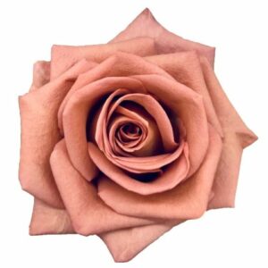BARISTA 60 ROSES DEL CORAZON