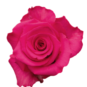 VI PINK 60 HOJA VERDE