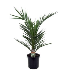 Феникс Canariensis 15/60