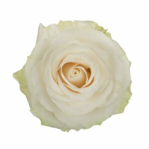 MONDIAL 60 CHARMING ROSES