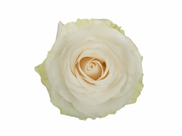 MONDIAL 60 CHARMING ROSES