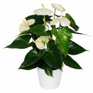 Антуриум Alaska 4+ 14/50