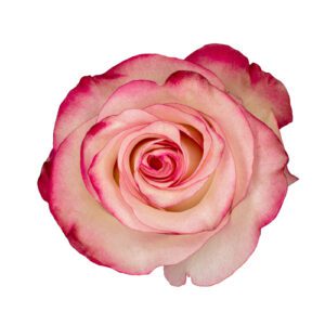 PALOMA 60 CHARMING ROSES