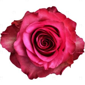 LOLA 50 ROSES DEL CORAZON