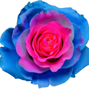 BARBIE STAR 70 STAR ROSES