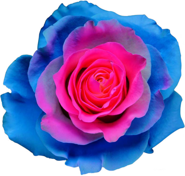 BARBIE STAR 70 STAR ROSES