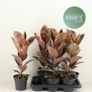 Фикус El Belize 14/45