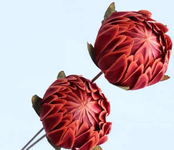 product image 89940b37b54c1ef218944ef95f883659