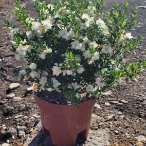 Миртус COMMUNIS Trifilo 17/40