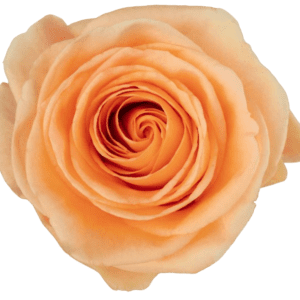 PEACH WARE 60 STAR ROSES