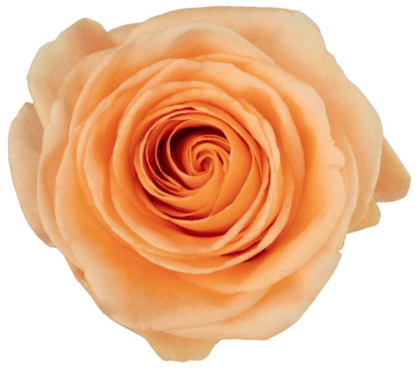 PEACH WARE 60 STAR ROSES