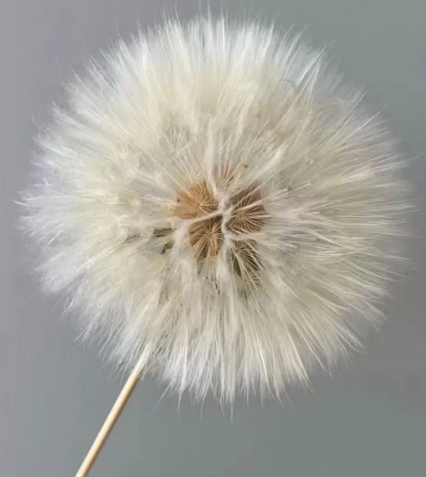 product image 3b6d04d33862b9e279418d5633a81b6a