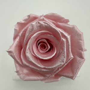 Роза стабилизированная, 6шт/уп., Pearlescent pink