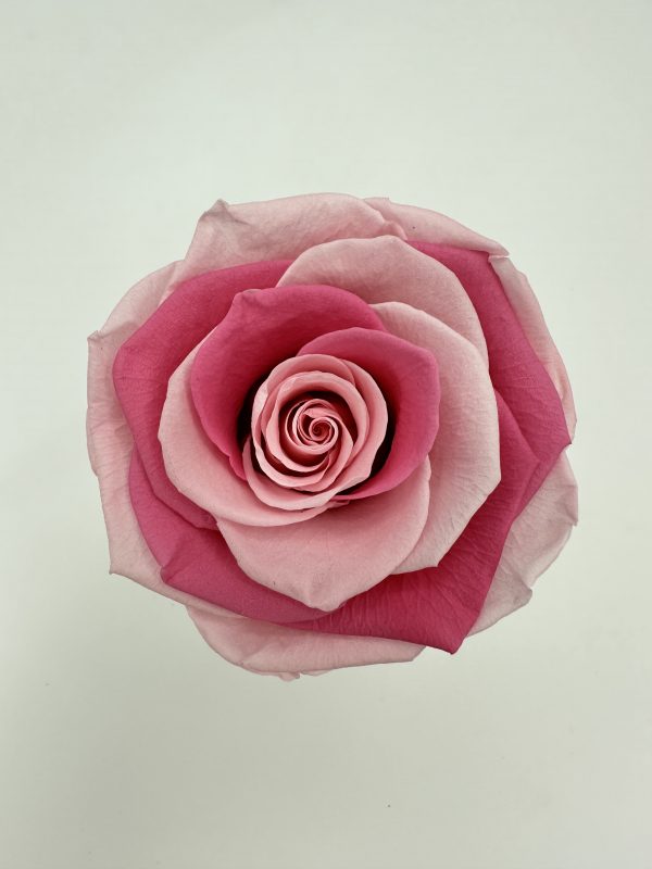 product image 7b8164e32b66c1ca0833e9133f44da58 scaled