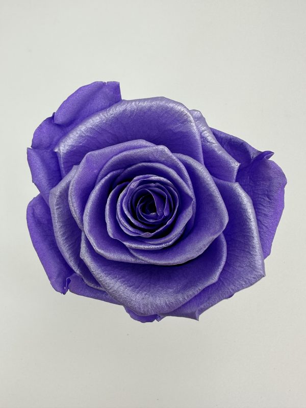 product image 87881df47910381f261d9b5027c40eea scaled