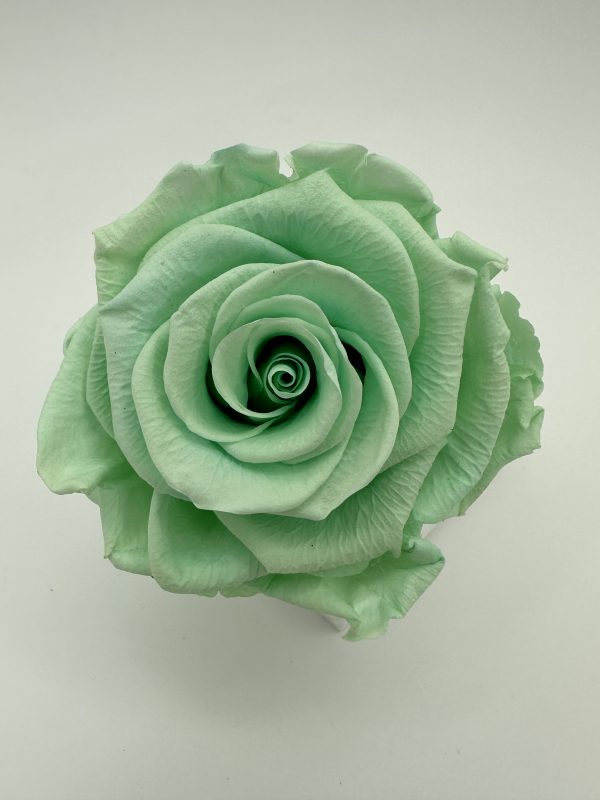 product image c954e105d9018bf67301e99addcb1985 scaled