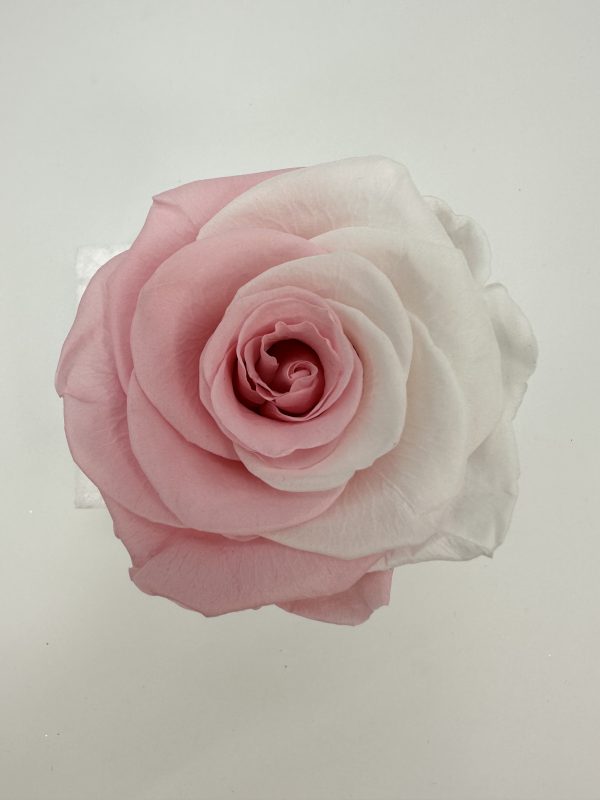 product image e9e69653c5bd846ebda36cc61007217b scaled
