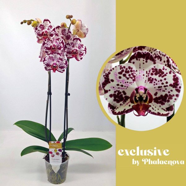 falenopsis mondria 2 stv