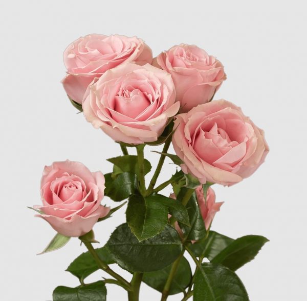 pink irischka