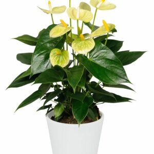 Антуриум VANILLA 12/40