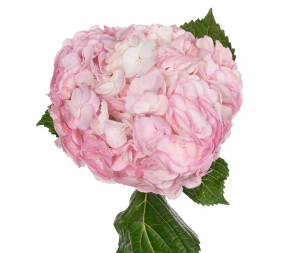 gidrangeya kol light pink scaled