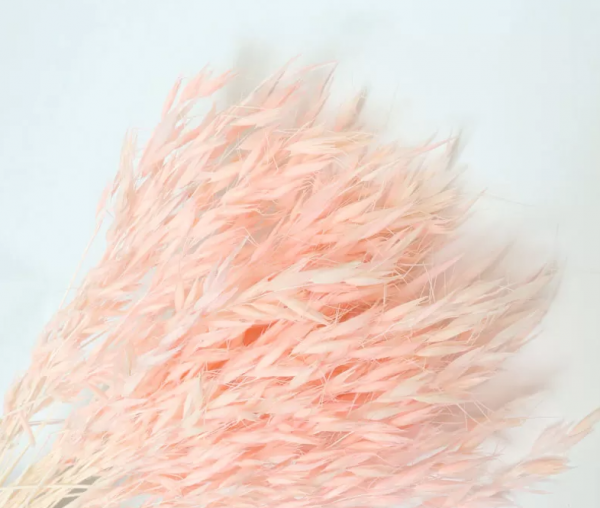 product image ca233b139611dcd5019ecf84782ad07d