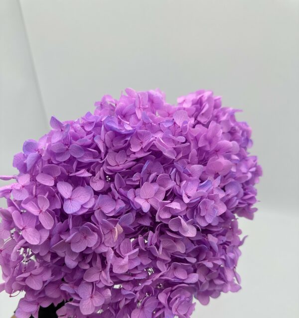 product image f3c57c5fbad2fbb4bc278babbe39e8e0 scaled