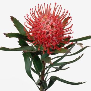 Леукоспермум Co Tango