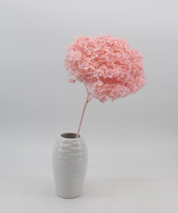 product image 6c802fa9903ff955f87b5711343d4484