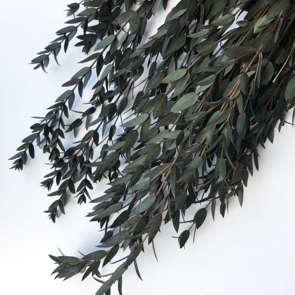 parvifolia scaled