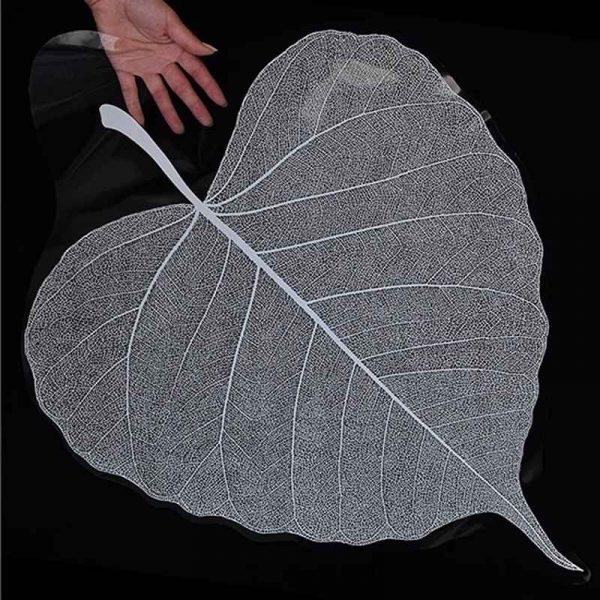 product image efc68122053b01cca2728ed5b9c60e0f