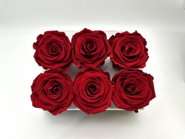 Роза стабилизированная, 6шт/уп., Light red