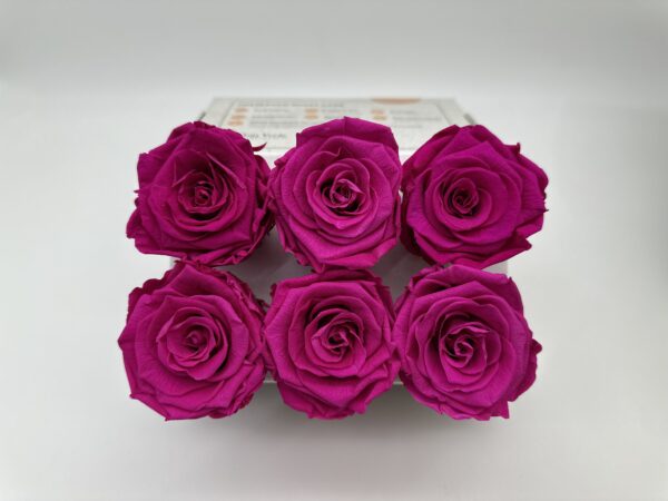 Роза стабилизированная, 6шт/уп., Fuchsia